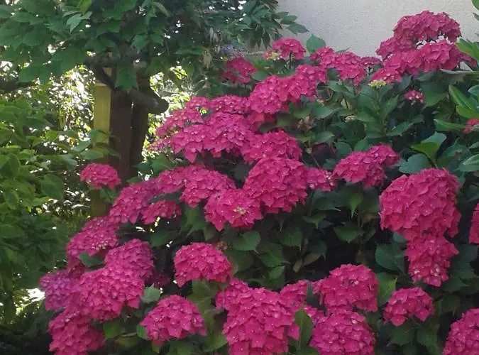 Le Champ Du Petit Bois Bed & Breakfast 3*